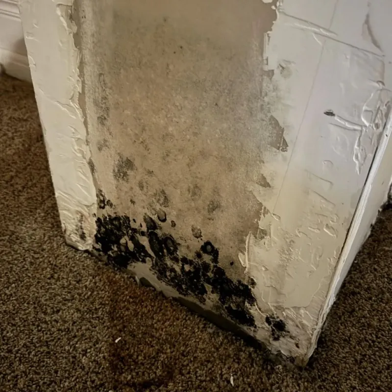 Professional Mold Removal in Fairchilds, TX